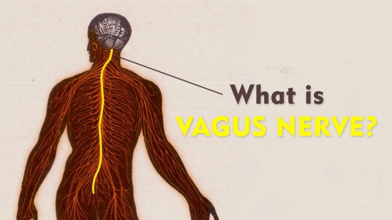Anatomia. Krótki film o znaczeniu nerwu błędnego w naszym organizmie. ( Proszę w…
