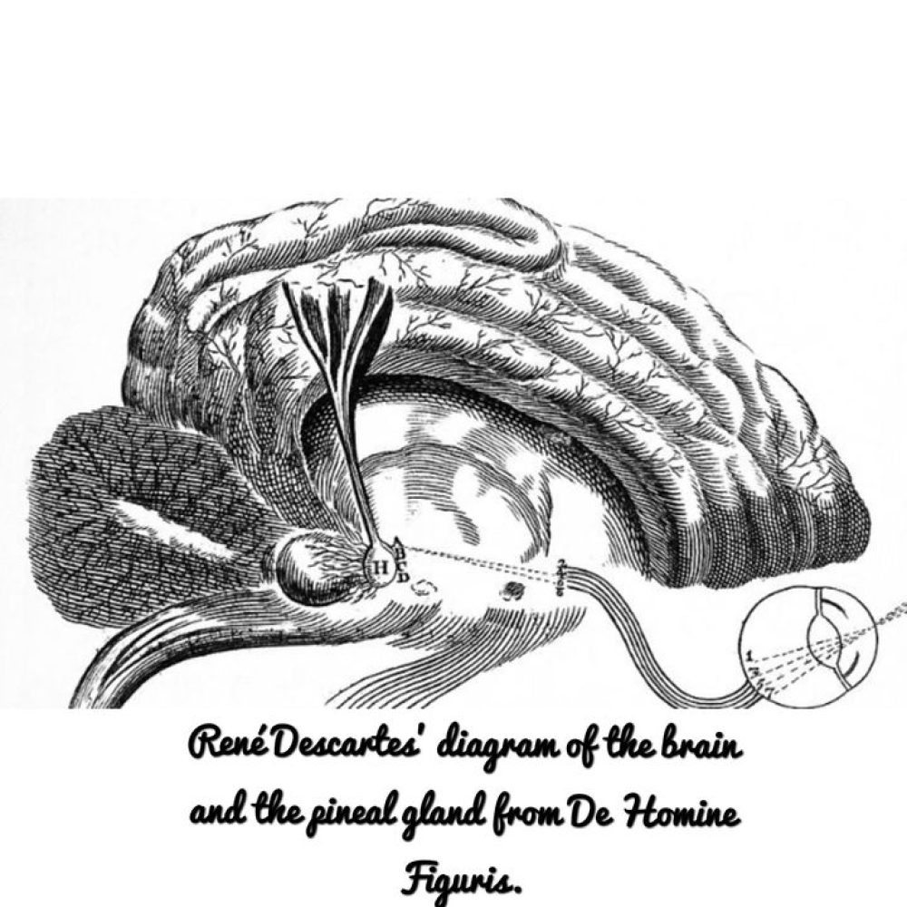 The pineal gland is approximately the size of a pea, but in the shape of a pine-…