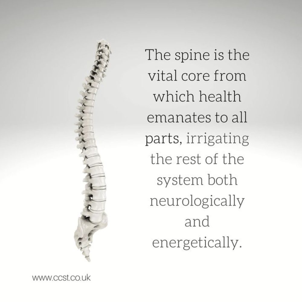 The bony vertebral column, lined with dura, arachnoid and pia mater contains and…
