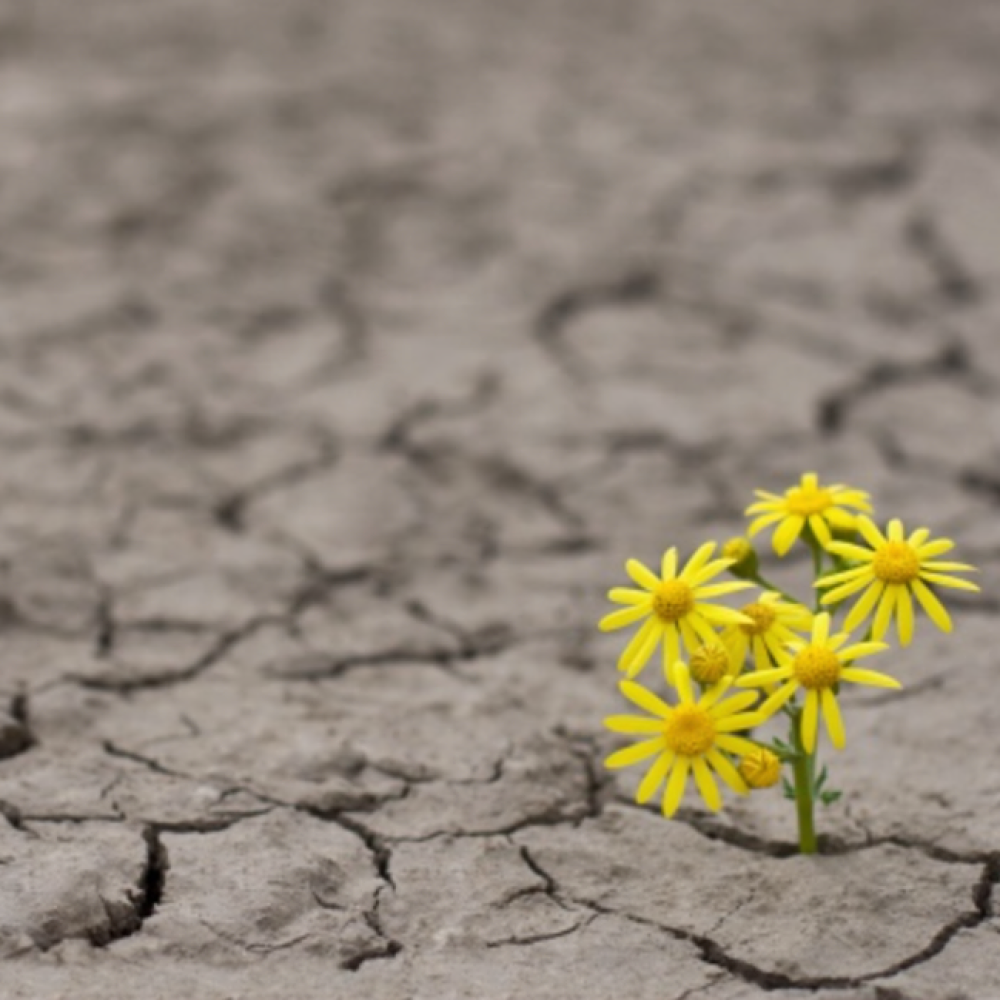 RESILIENCE
Resilience is an engineering term that refers to the amount of energy…