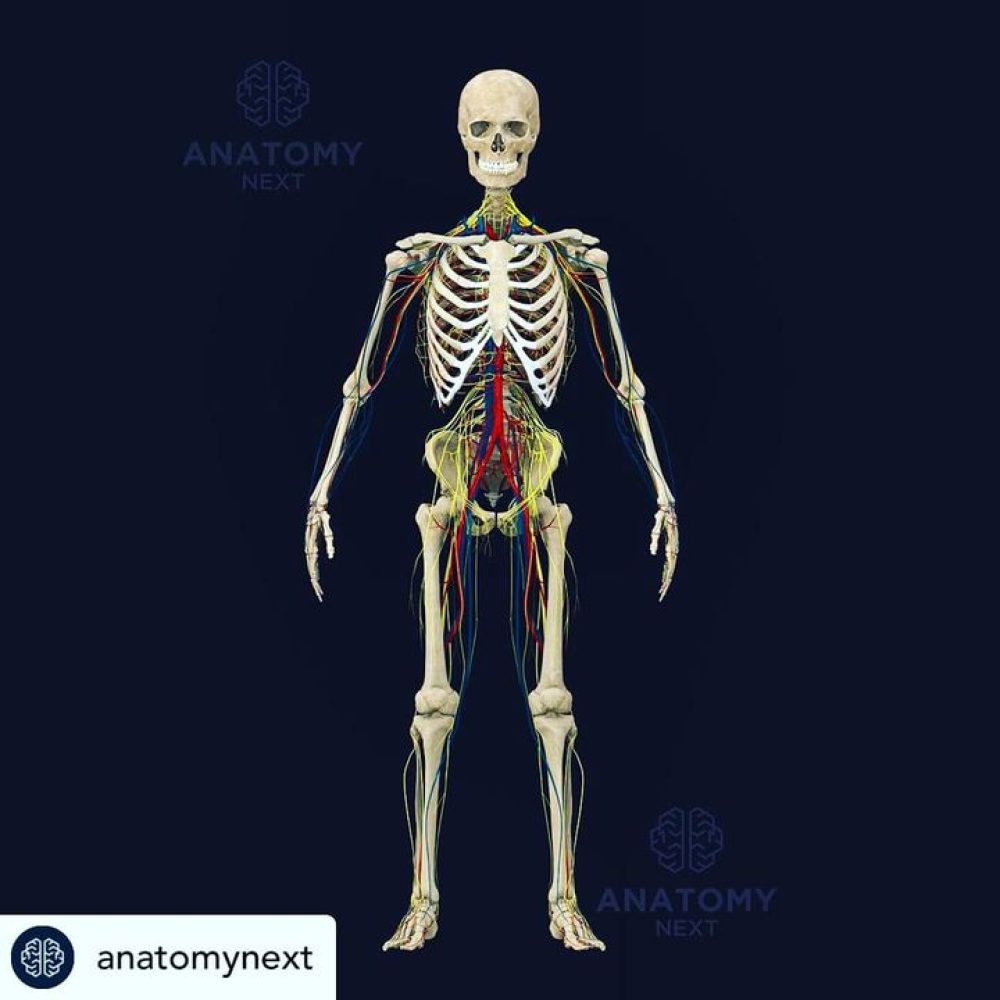Great image of the circulatory system and peripheral nervous system from www.ana…
